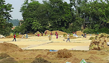 ধানের বাজার দরঃ না পেট ভরে না পিঠ ঘুরে by ইমাদ উদ দীন