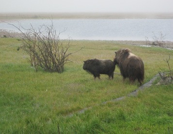 Muskoxen 005