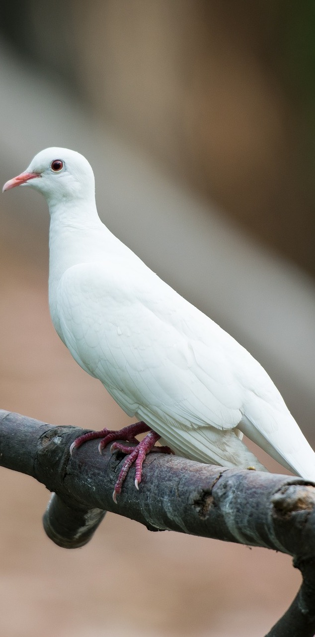 Picture of a white dove.