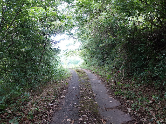 果樹園の農道