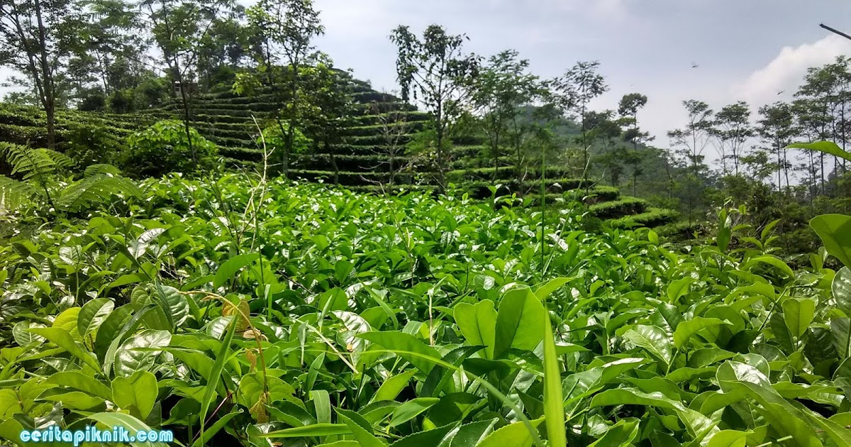 Kebun Teh Nglinggo Kulonprogo