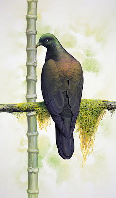 Bonin woodpigeon