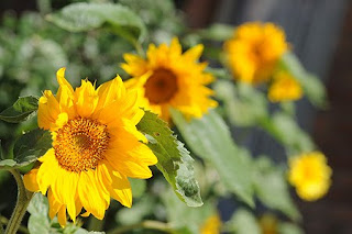 Girasoles en el verano de la Patagonia, vistiendo el jardín de la Ecohostería