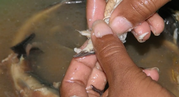 4 Umpan Mancing Belut Jitu di Sawah atau Sungai