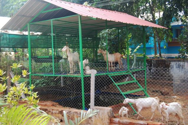 Tifany Blog: How to build goat shed