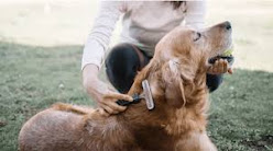 A person combs a dog with a comb.