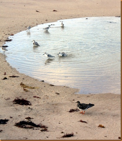 beach 033
