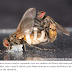 Cientistas descobrem fungo que transforma moscas fêmeas em zumbis e machos em necrófilos