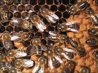La automedicación de las abejas