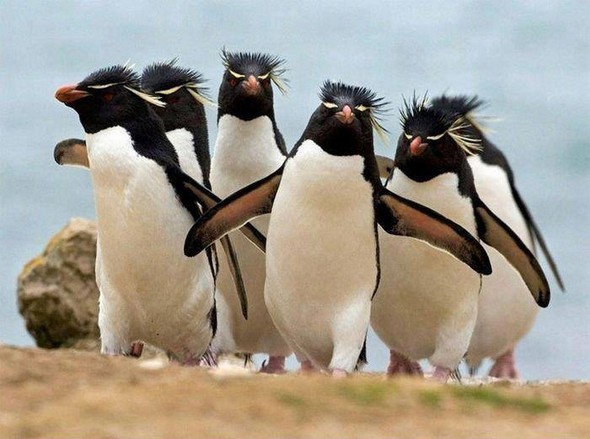 Badaas penguins