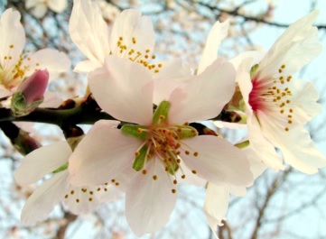 Foto de flores blancas y abiertas