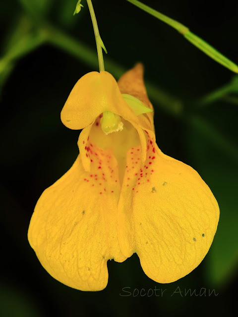 Impatiens noli-tangere