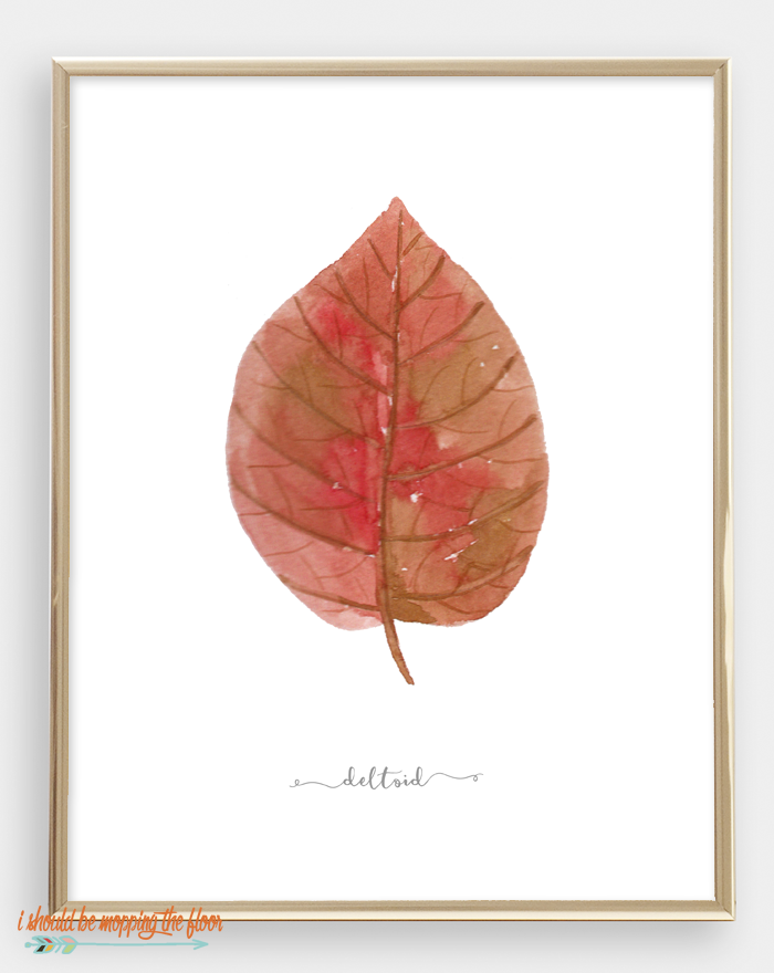 30 Watercolor Fall Leaf Printables | These 30 GORGEOUS and VIBRANT leaf printables are the perfect compliment to any fall decor. Download, frame, and display... (they are STUNNING displayed with all 30 together)!