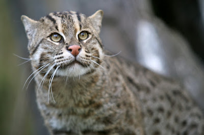 kucing batu asli indonesia