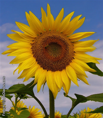 Much Love Monday Sunflowers Yellow Tour de France French Village Diaries