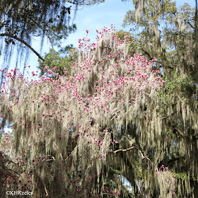 magnolia flowers emerging from Spanish moss