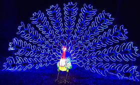 Pic of peacock with tail feathers lit in blue light