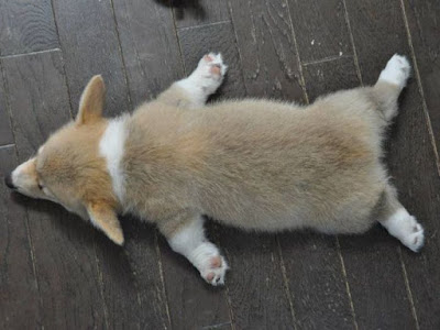 http://acidcow.com/pics/36340-six-corgis-6-pics.html