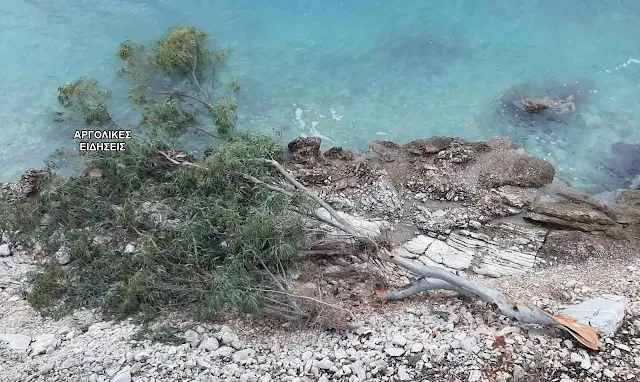 Πτώση δέντρου