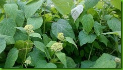 flowers3