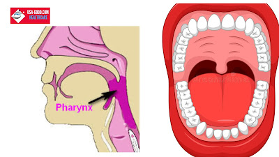 What Is Pharynx