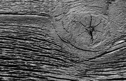macro wood b w