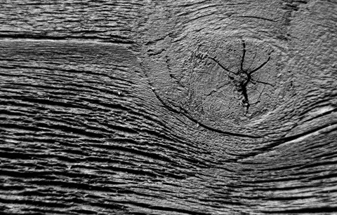 macro wood b w