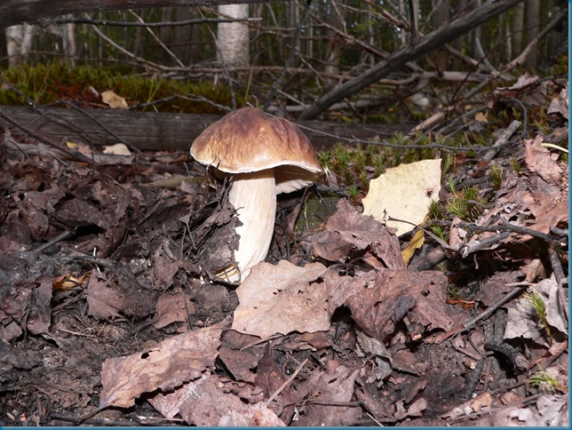 P1130809