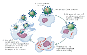 Viral replication