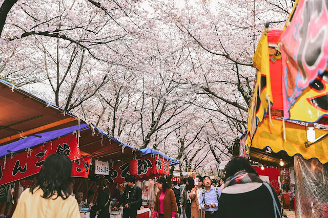 日本京都平野神社櫻花 人潮多到滿出來的祭典小路