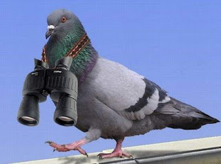 Funny Pigeons hd New Nice Wallpapers 2013