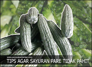 Tips cara agar Pare atau Paria tidak lagi pahit