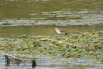 Xivitona (Actitis hypoleucos)