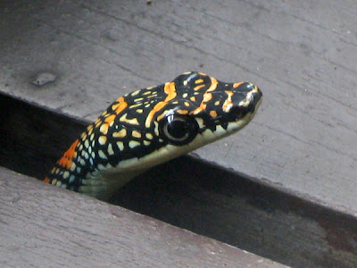 flying snake, paradise tree snake