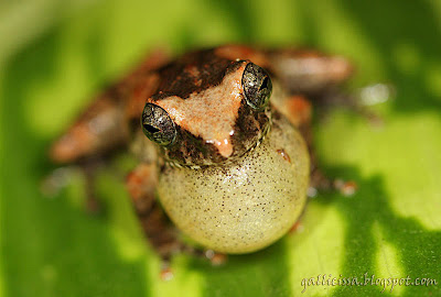 Common Shrub Frog