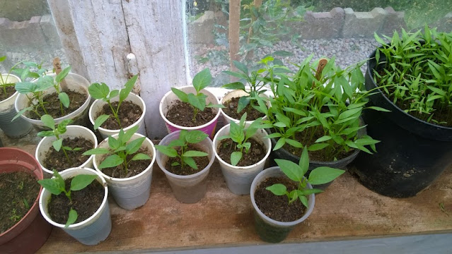 Pepper plants benefit from a head start by sowing indoors during late winter and early spring. This indoor start is an absolute requirement if growing from seed. You'll need to transplant seedlings into plastic cups or pots once they have their first set of true leaves.