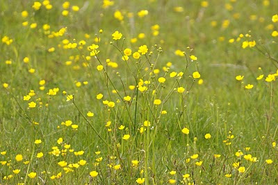 Scherpe Boterbloem - Bûterblom - Ranunculus acris