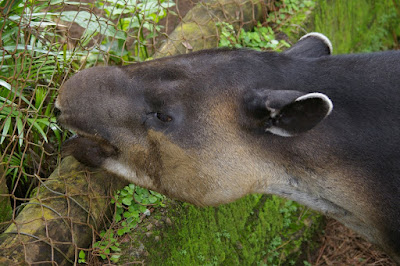 Baird's Tapir at La Marina Rescue Center, Costa Rica