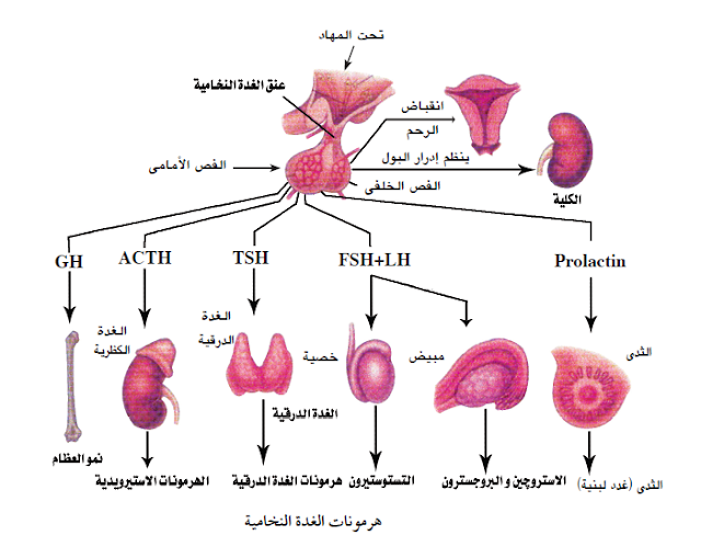 هرمونات الغدة النخامية 