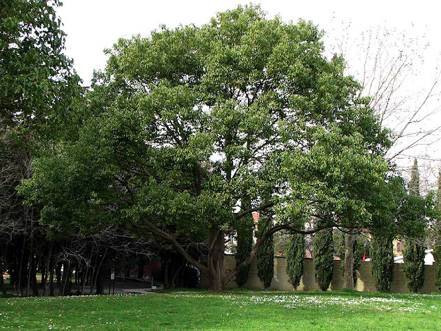 Parterre, ex giardino zoologico, Livorno