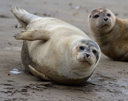12_02_04_sandwich_commonseal157