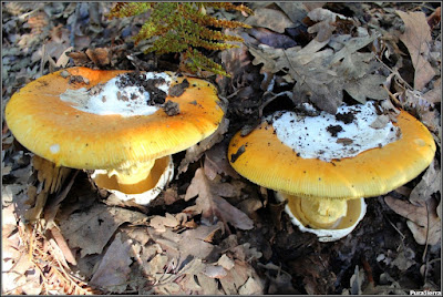 Ejemplares de Amanita Caesarea con restos de volva en el sombrero y alrededor del pie