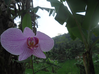 bunga anggrek,gambar bunga, daun pisang,pisang