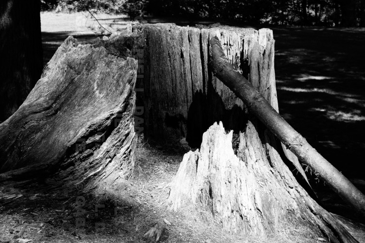 Tree stump at Kilowatt Park in Wilder, Vermont (photo by Gabriel L. Daniels)