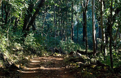 similipal national park