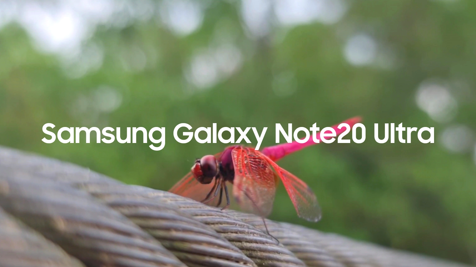 Your Samsung Phone can achieve this natural bokeh visuals for real #withGalaxy Watch the video at the end of this post to find out