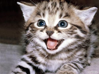 funny face cute pet cat kitten pussycat pictures