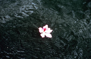 flower related exclusive wallpaper