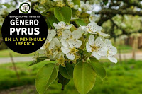 El género Pyrus son son arboles o arbustos caducifolios, pueden llegar hasta 10 m. de altura