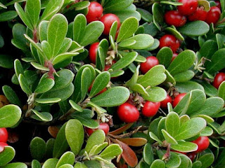 bearberry fruit images